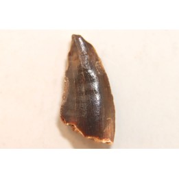 dinosaur tooth DELTADROMEUS AGILIS