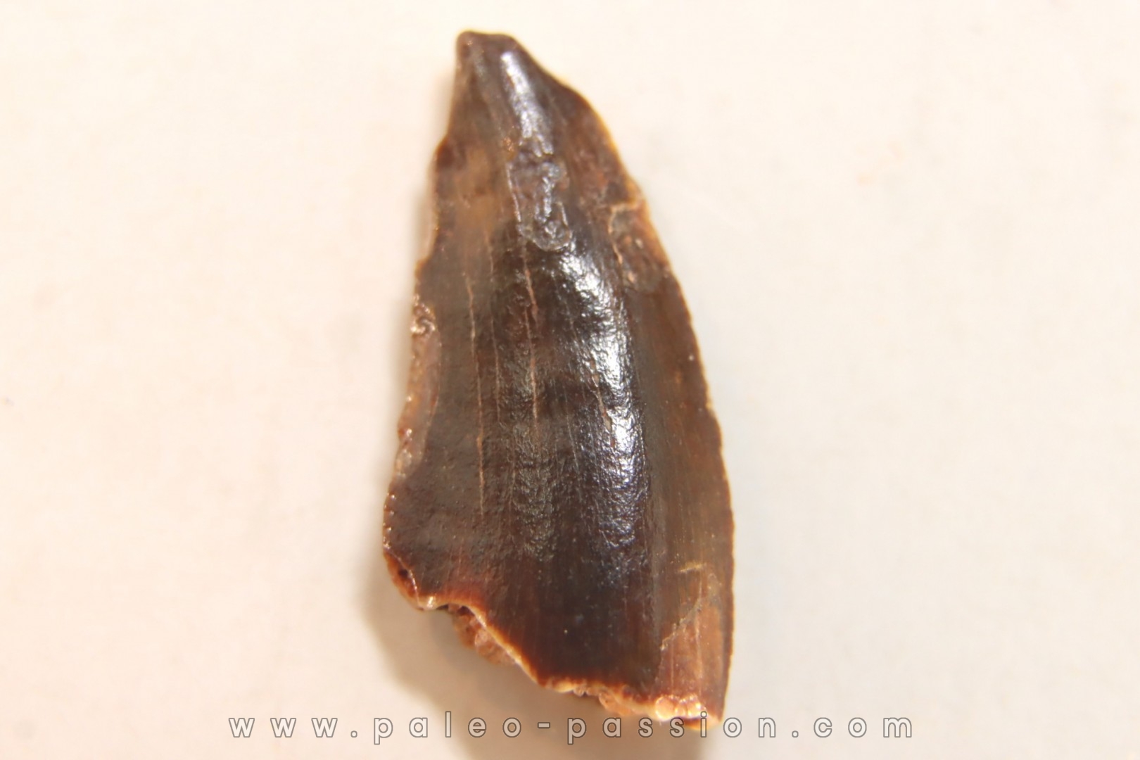 dinosaur tooth DELTADROMEUS AGILIS