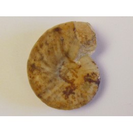 ANASIBIRITES KINGIANUS