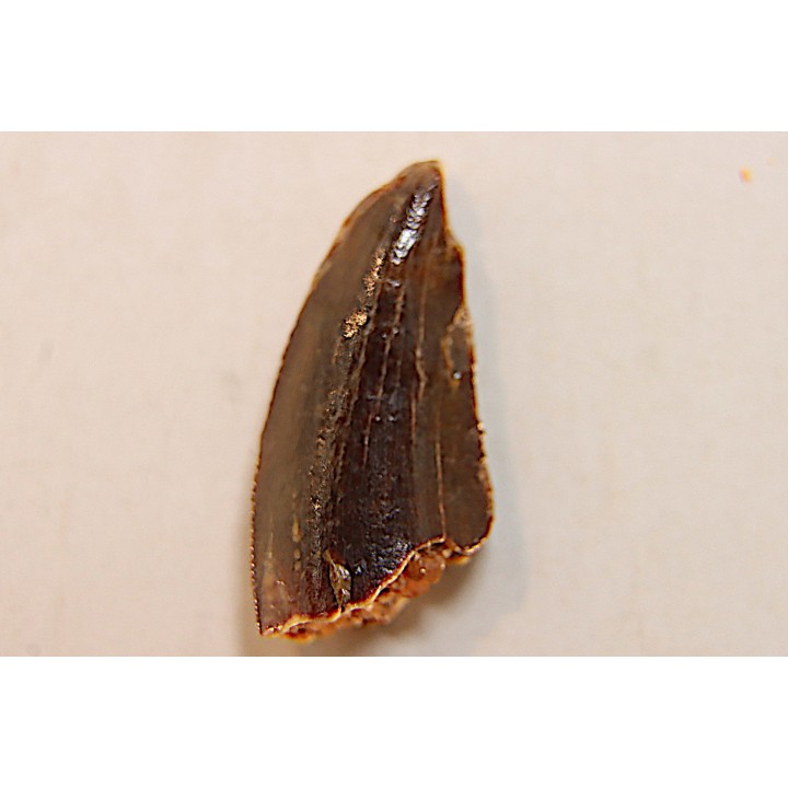 dinosaur tooth DELTADROMEUS AGILIS