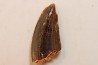 dinosaur tooth DELTADROMEUS AGILIS