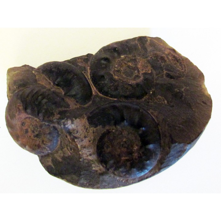 OLENEKOCERAS NIKITINI