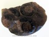 OLENEKOCERAS NIKITINI