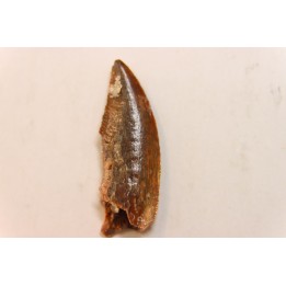 dinosaur tooth DELTADROMEUS AGILIS