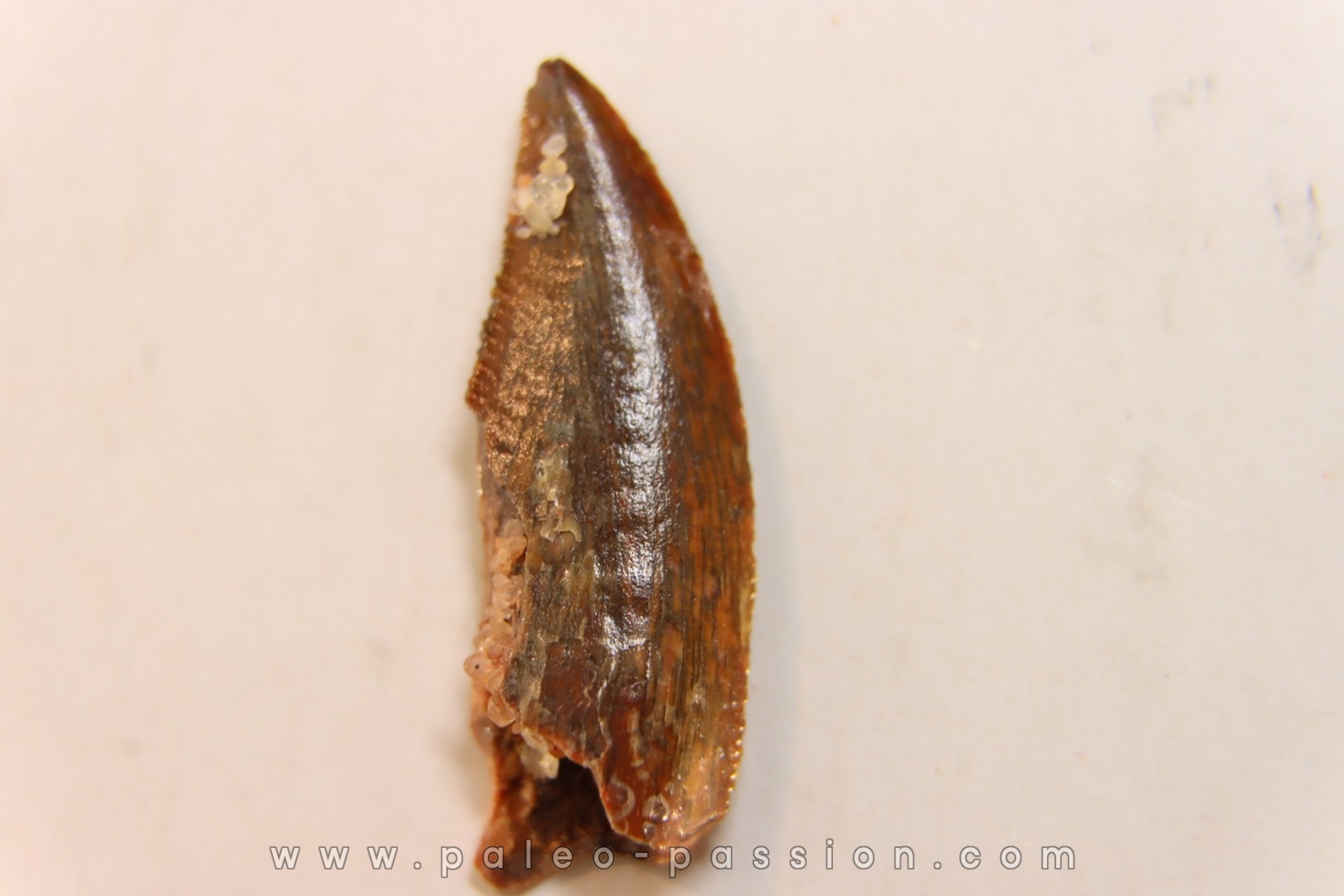 dinosaur tooth DELTADROMEUS AGILIS