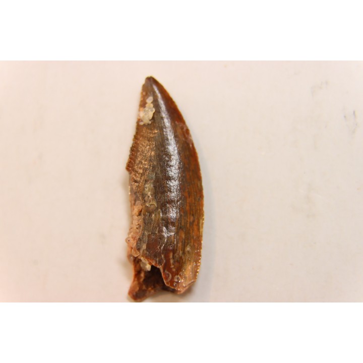 dinosaur tooth DELTADROMEUS AGILIS
