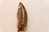 dinosaur tooth DELTADROMEUS AGILIS