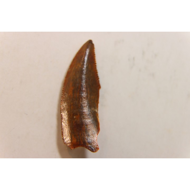 dinosaur tooth DELTADROMEUS AGILIS