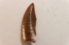 dinosaur tooth DELTADROMEUS AGILIS