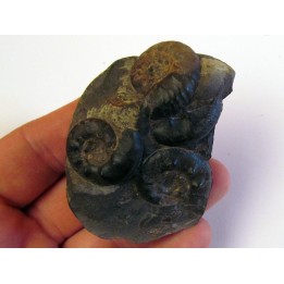 OLENEKOCERAS NIKITINI