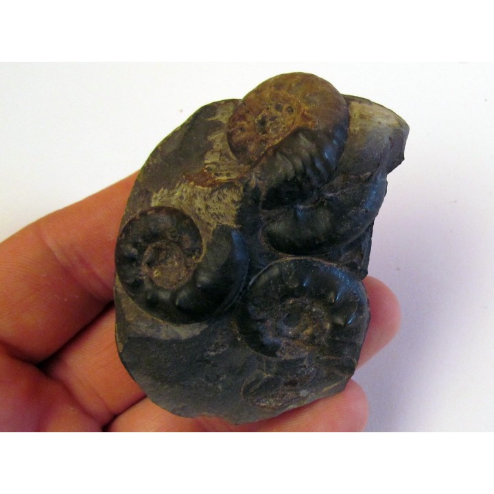 OLENEKOCERAS NIKITINI