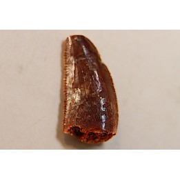 dinosaur tooth DELTADROMEUS AGILIS