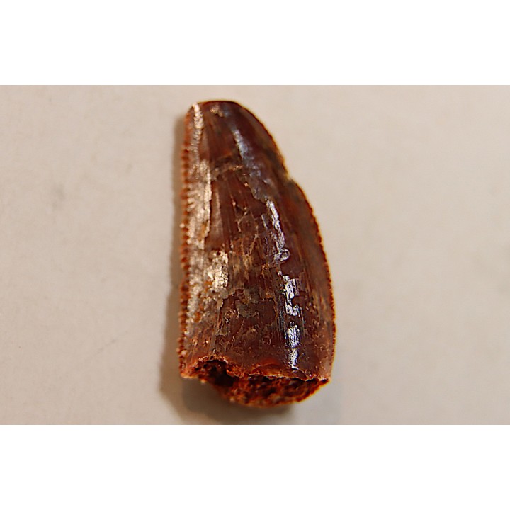 dent de dinosaure DELTADROMEUS AGILIS