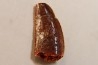 dent de dinosaure DELTADROMEUS AGILIS