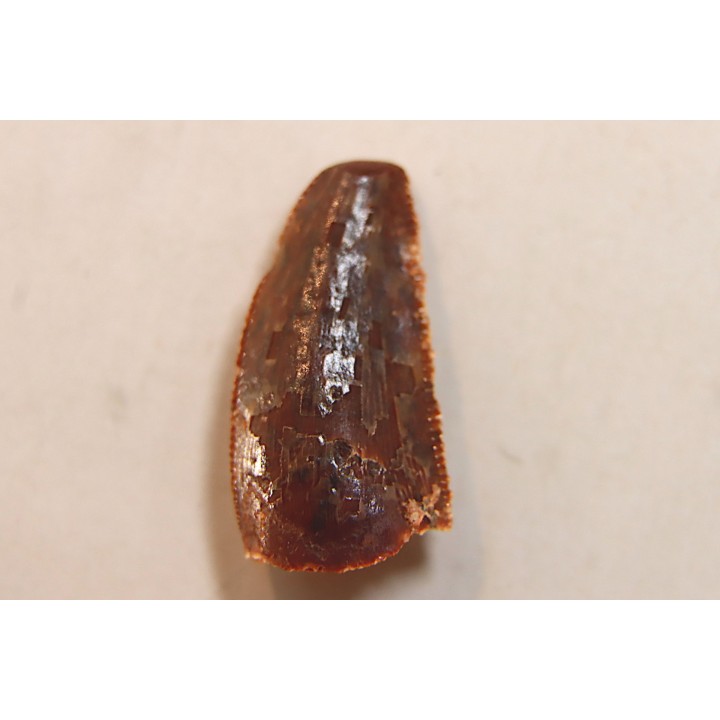 dent de dinosaure DELTADROMEUS AGILIS
