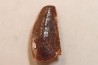 dent de dinosaure DELTADROMEUS AGILIS