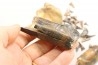set of "falun de tourraine" fossils - miocene of france