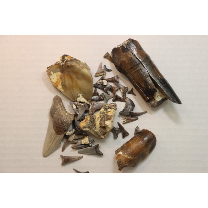 set of "falun de tourraine" fossils - miocene of france