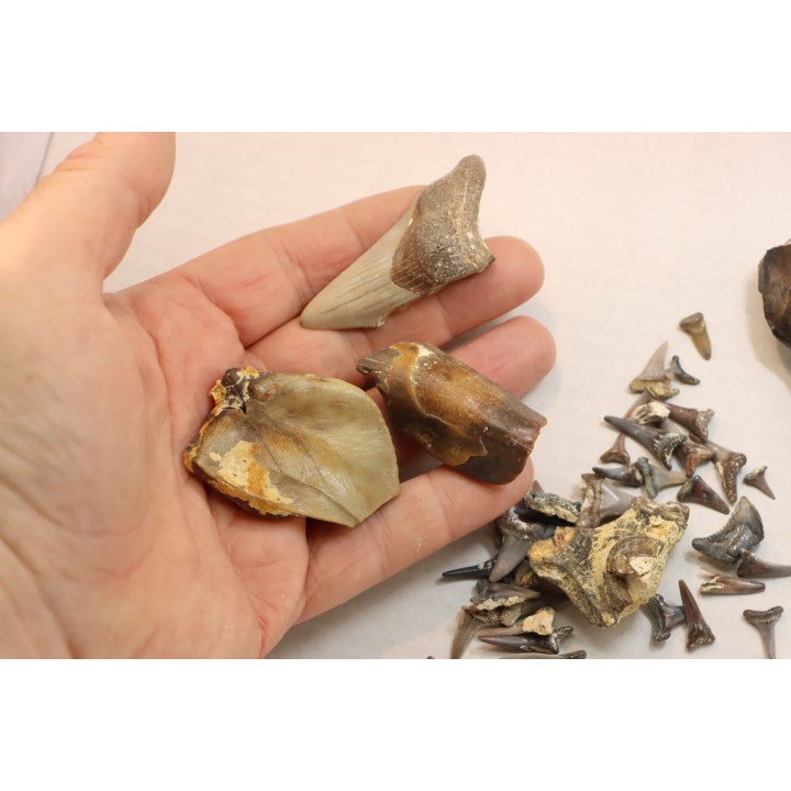 set of "falun de tourraine" fossils - miocene of france