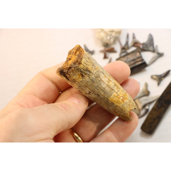 set of "falun de tourraine" fossils - miocene of france