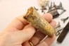 set of "falun de tourraine" fossils - miocene of france