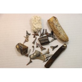 set of "falun de tourraine" fossils - miocene of france