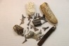 set of "falun de tourraine" fossils - miocene of france
