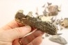 set of "falun de tourraine" fossils - miocene of france