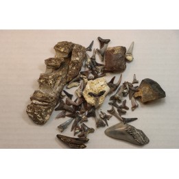 set of "falun de tourraine" fossils - miocene of france