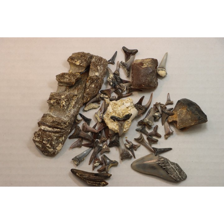 set of "falun de tourraine" fossils - miocene of france