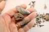set of "falun de tourraine" fossils - miocene of france