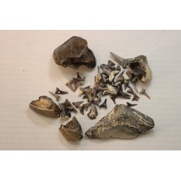 set of "falun de tourraine" fossils - miocene of france