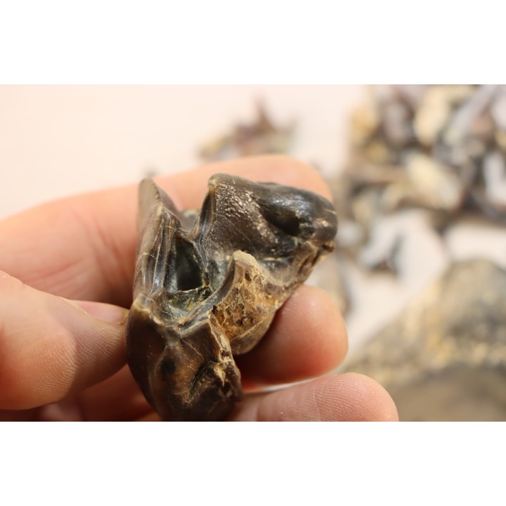 set of "falun de tourraine" fossils - miocene of france