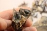 set of "falun de tourraine" fossils - miocene of france