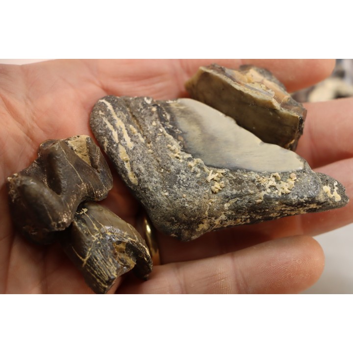 set of "falun de tourraine" fossils - miocene of france