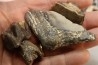 set of "falun de tourraine" fossils - miocene of france