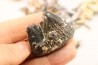set of "falun de tourraine" fossils - miocene of france