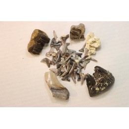 set of "falun de tourraine" fossils - miocene of france