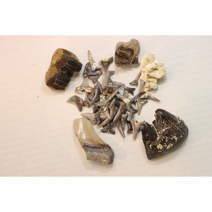 set of "falun de tourraine" fossils - miocene of france