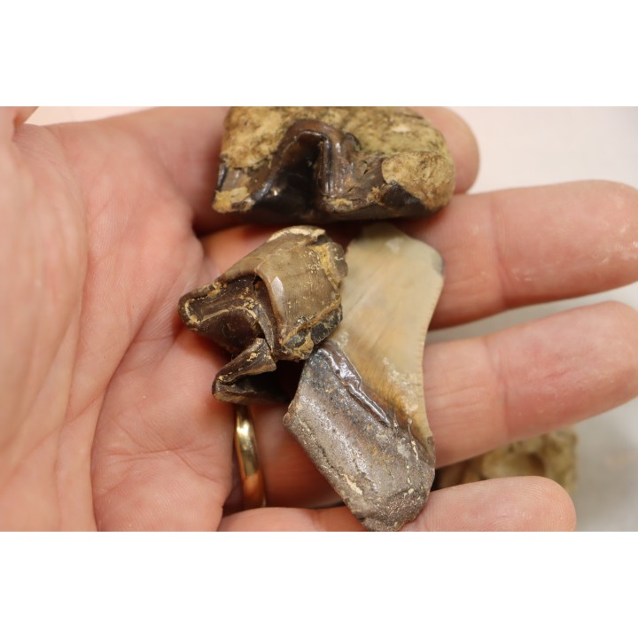 set of "falun de tourraine" fossils - miocene of france