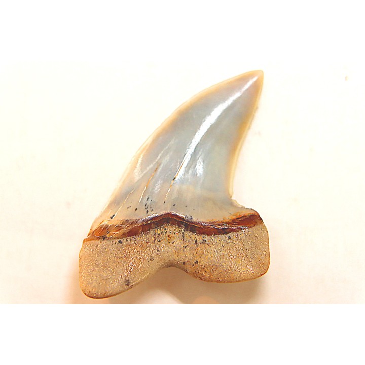 shark tooth: ISURUS PLANUS   Miocene   Bakersfield, California - USA