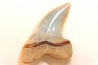 shark tooth: ISURUS PLANUS   Miocene   Bakersfield, California - USA