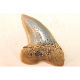 dent de requin: ISURUS PLANUS - Miocène - Bakersfield, Californie - USA