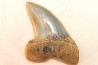 shark tooth: ISURUS PLANUS   Miocene   Bakersfield, California - USA
