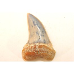 shark tooth: ISURUS PLANUS   Miocene   Bakersfield, California - USA