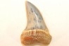 shark tooth: ISURUS PLANUS   Miocene   Bakersfield, California - USA
