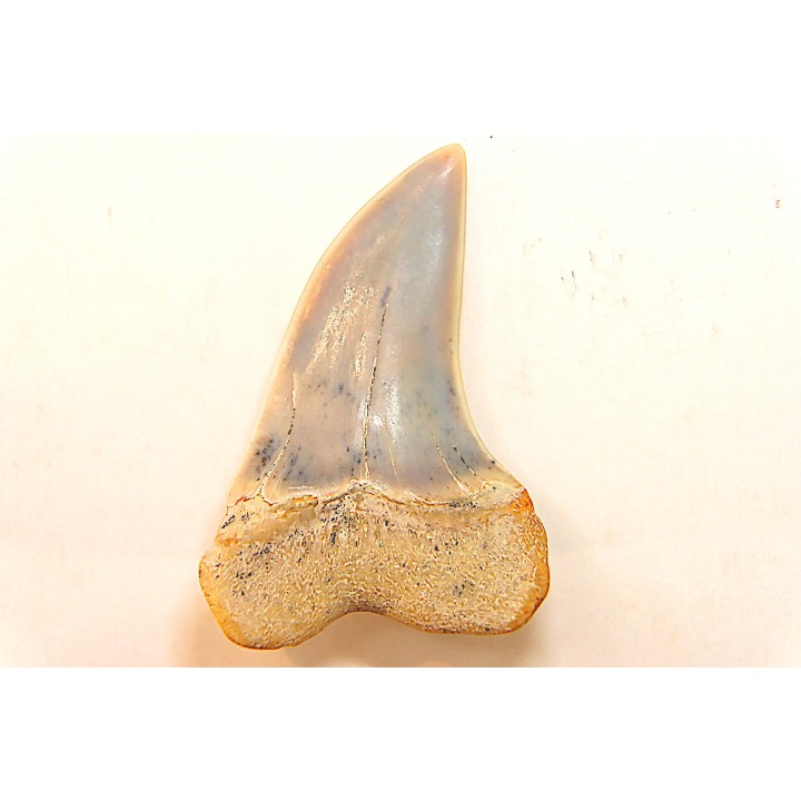 shark tooth: ISURUS PLANUS   Miocene   Bakersfield, California - USA
