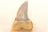 shark tooth: ISURUS PLANUS   Miocene   Bakersfield, California - USA