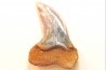 shark tooth: ISURUS PLANUS   Miocene   Bakersfield, California - USA
