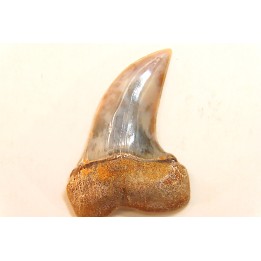 shark tooth: ISURUS PLANUS   Miocene   Bakersfield, California - USA